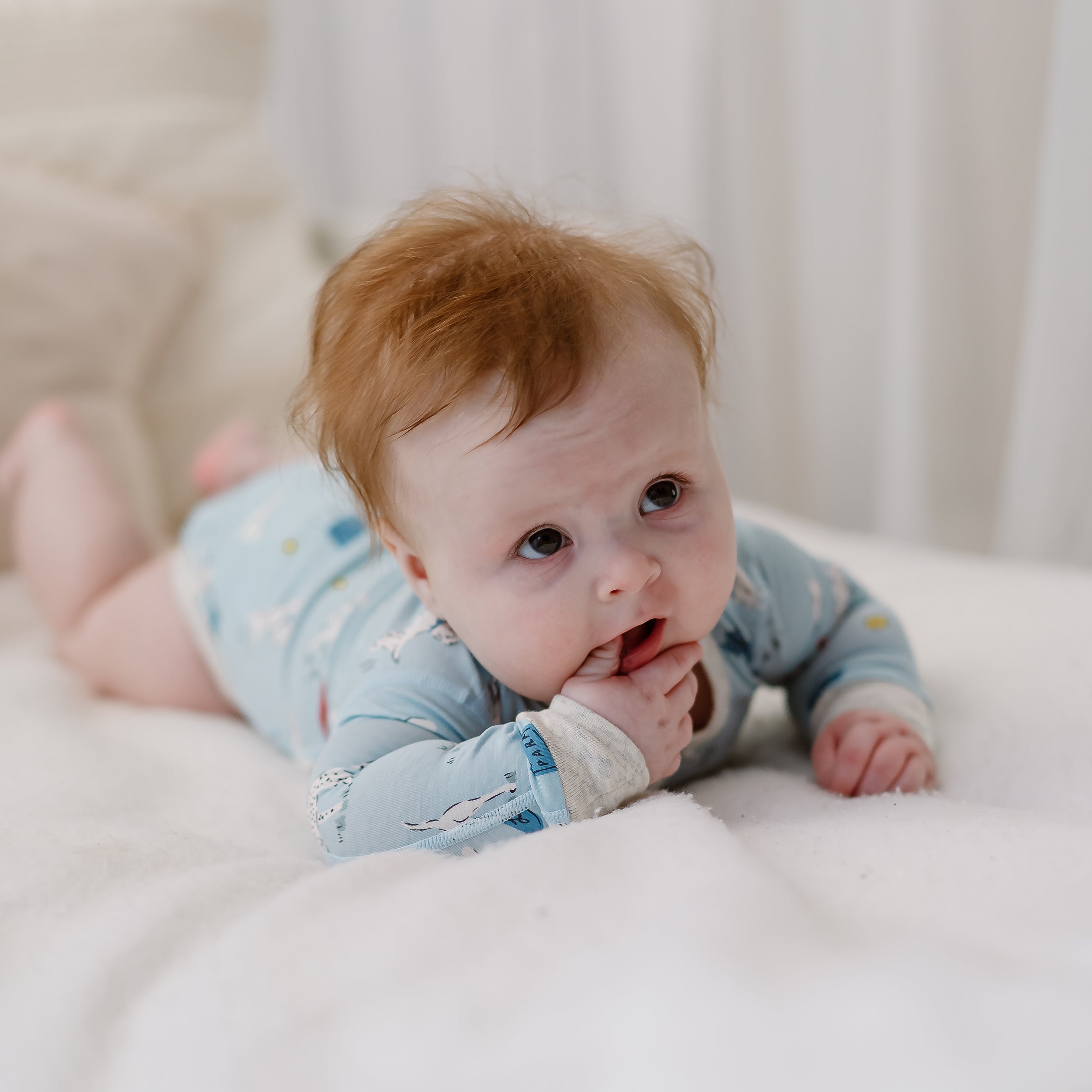 Puppy Park #color_Puppy Park